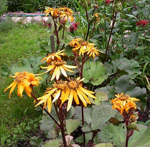  (Ligularia Dentata), , 