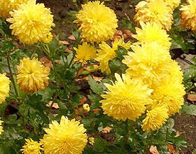   (Chrysanthemum), , 