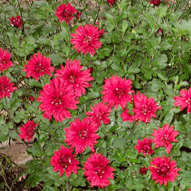   (Chrysanthemum), , 