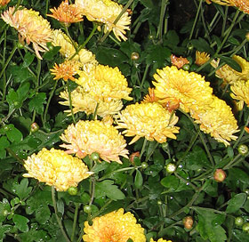  ,  (Chrysanthemum), , 