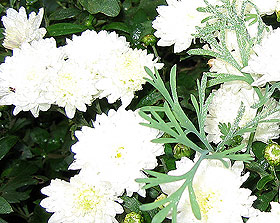 белая хризантема (Chrysanthemum), фото, фотография