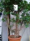 ��������� ��������